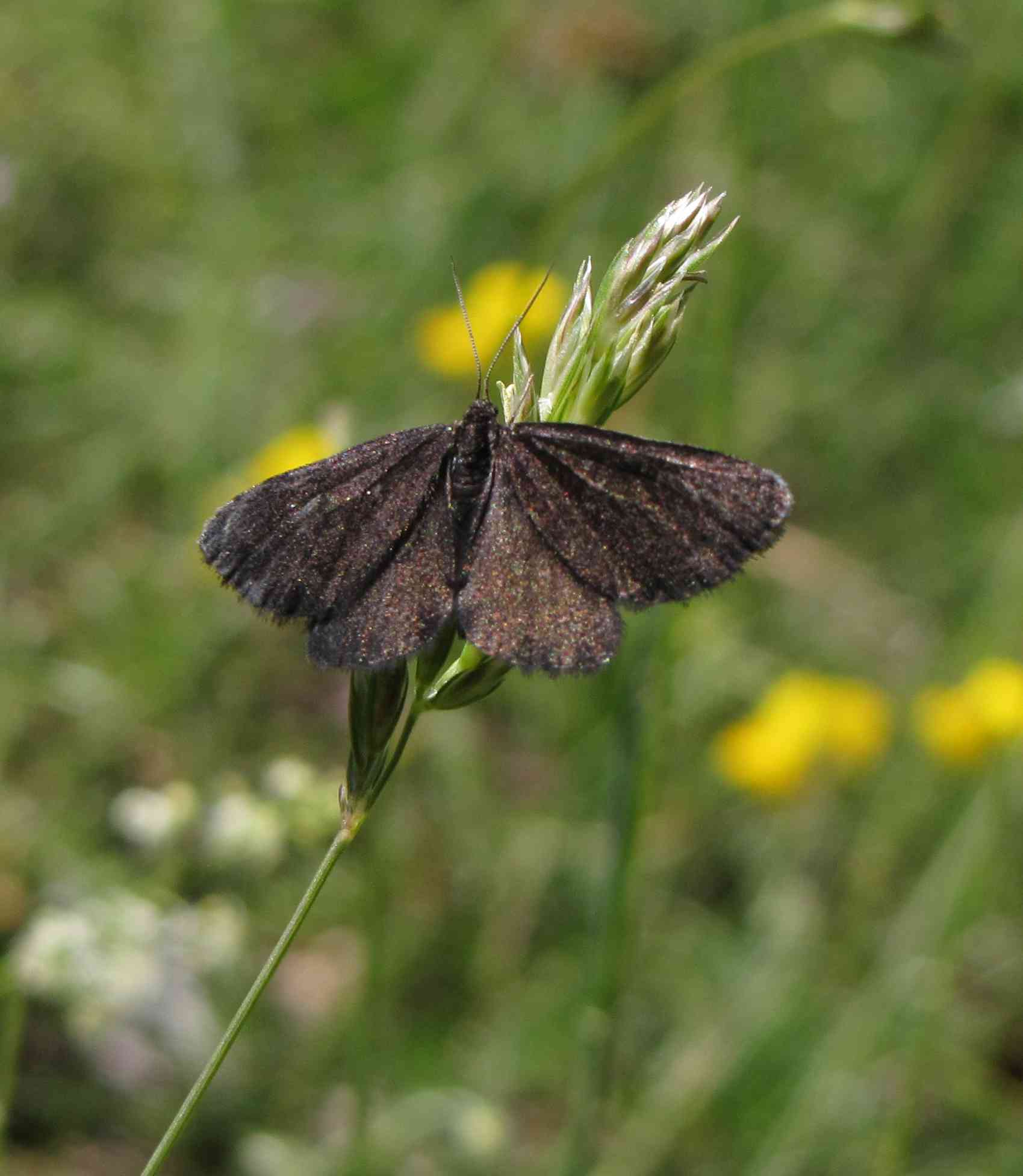 Erebia pluto